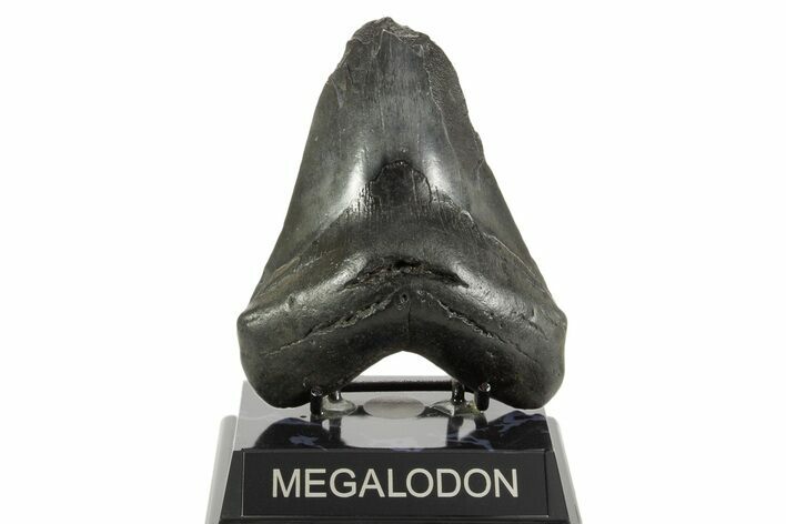Bargain, Fossil Megalodon Tooth - South Carolina #367931